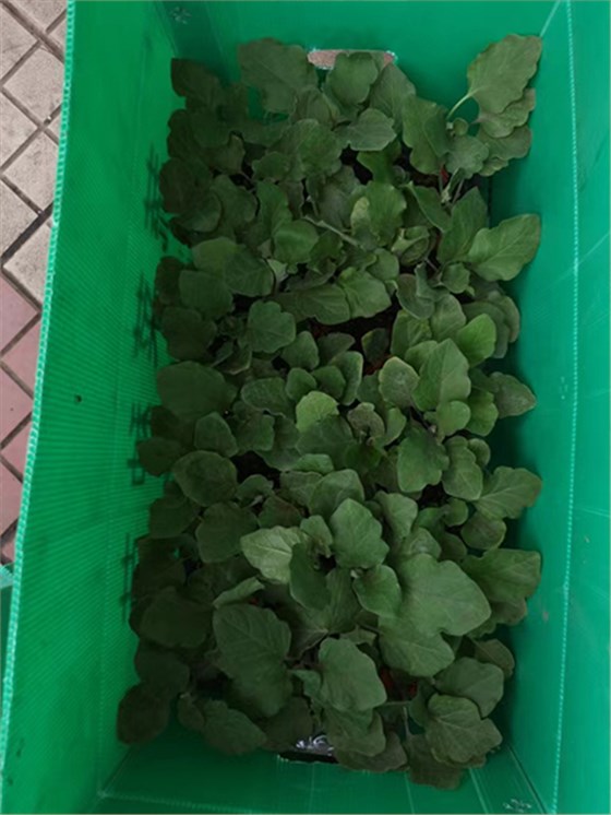 中空板周轉(zhuǎn)箱種苗行業(yè)應(yīng)用 中空板周轉(zhuǎn)箱種苗行業(yè)應(yīng)用