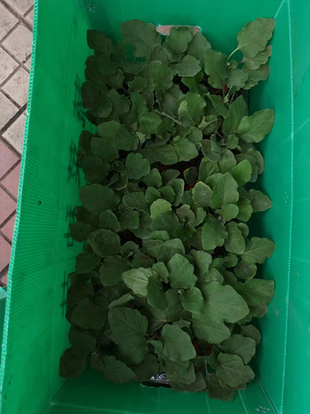 中空板周轉(zhuǎn)箱種苗行業(yè)應(yīng)用